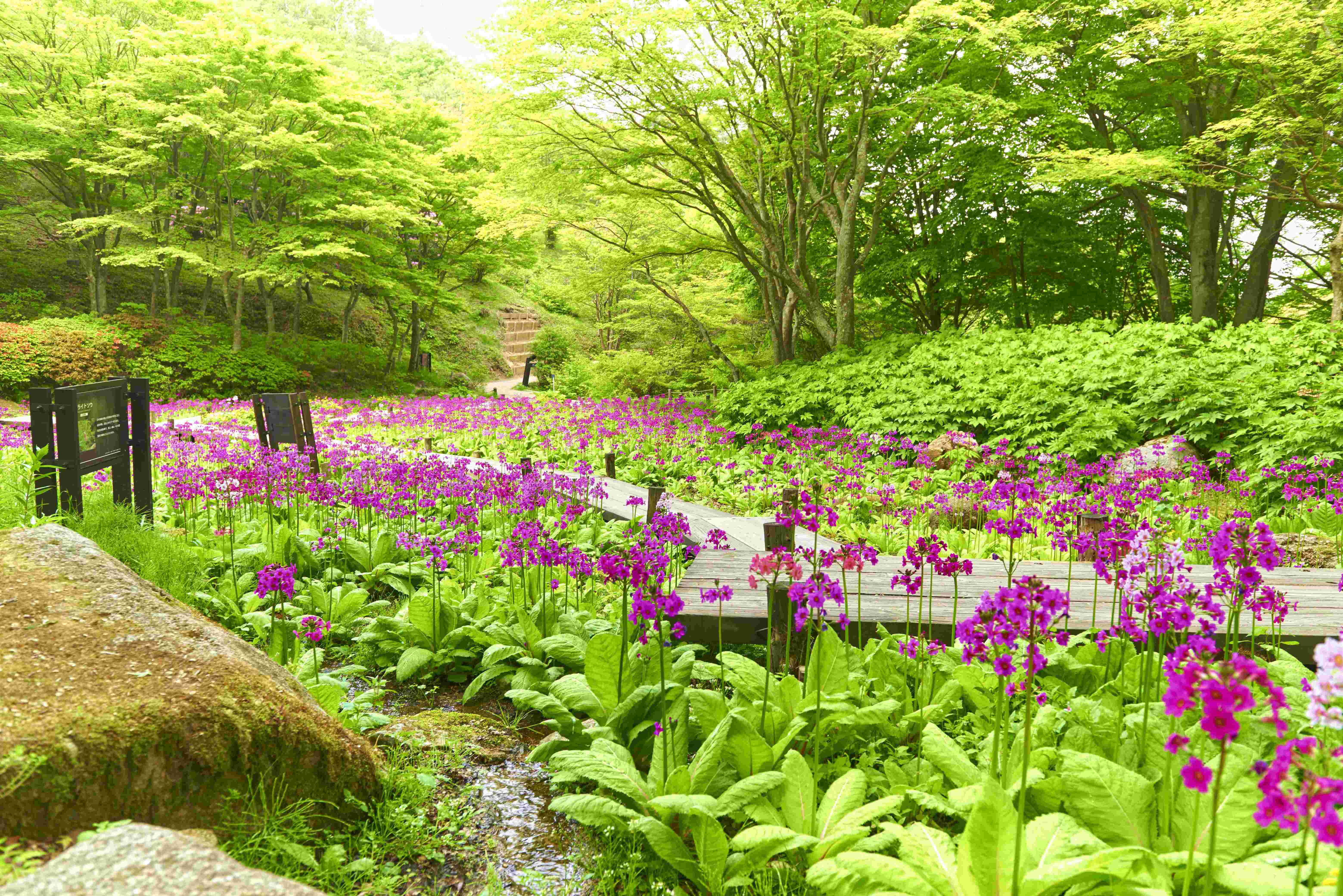 🌸 롯코 고산 식물원(롯코 코잔 쇼쿠부츠엔) 이미지 1